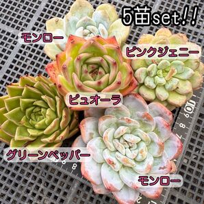 ★ゆうパケットポスト発送★多肉植物 韓国苗 エケベリア やや大きめのずっしり5苗セット