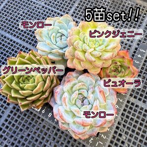 ★ゆうパケットポスト発送★多肉植物 韓国苗 エケベリア やや大きめのずっしり5苗セット