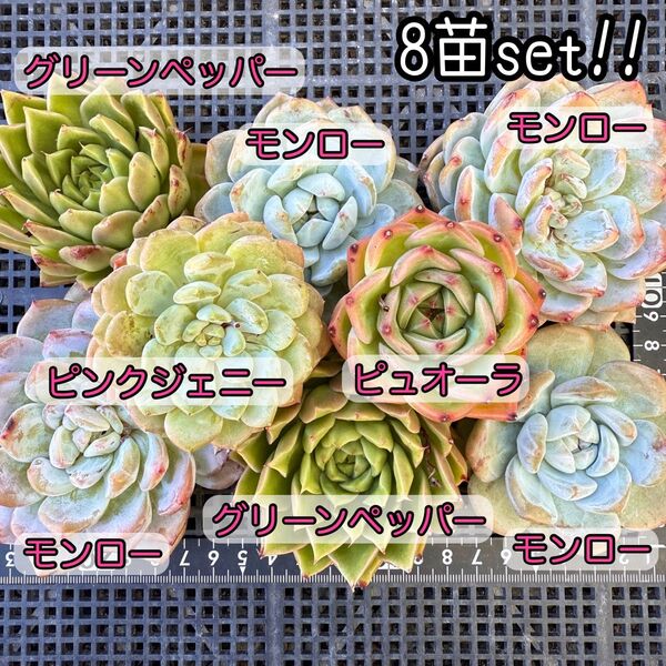 ★ゆうパケットプラス発送★多肉植物 韓国苗 エケベリア やや大きめのずっしり8苗セット