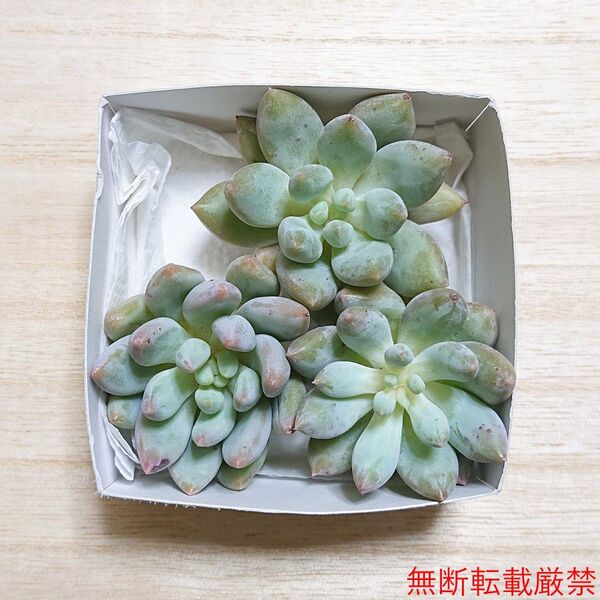 25070504 多肉植物 エケベリア エンジェルスフィンガー 3個 寄せ植えセット カット苗 詰め合わせ
