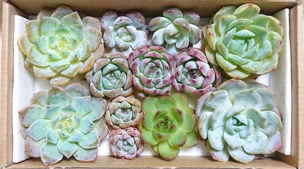 25072902YP 多肉植物 エケベリア 9種12点 寄せ植えセット カット苗 詰め合わせ