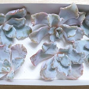 25072002 多肉植物 エケベリア クリスペイトビューティー 5個 カット苗 詰め合わせ 【訳アリ品】