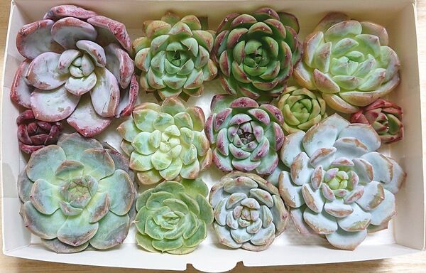 25071506 多肉植物 エケベリア 13種13点 寄せ植えセット カット苗 詰め合わせ