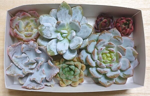 25071508 多肉植物 エケベリア 7種7点 寄せ植えセット カット苗 詰め合わせ