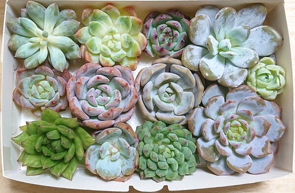 25071503 多肉植物 エケベリア 12種12点 寄せ植えセット カット苗 詰め合わせ