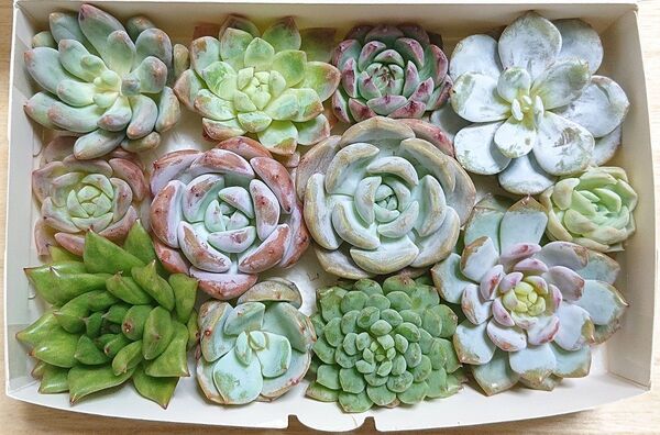 25071504 多肉植物 エケベリア 12種12点 寄せ植えセット カット苗 詰め合わせ