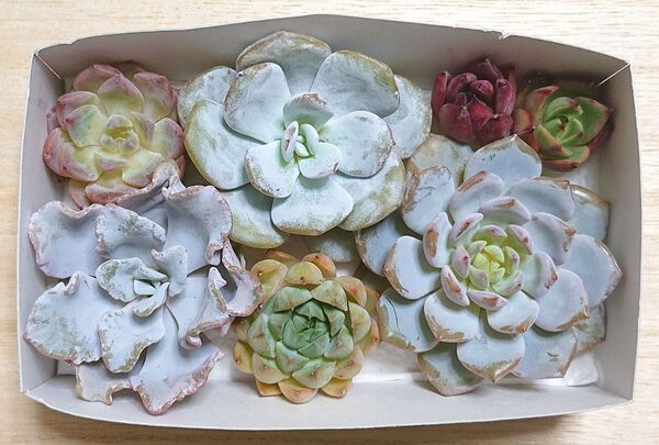 25071507 多肉植物 エケベリア 7種7点 寄せ植えセット カット苗 詰め合わせ