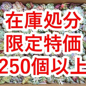 25072005 【在庫処分】 多肉植物 エケベリア 250個以上 【訳アリセット】