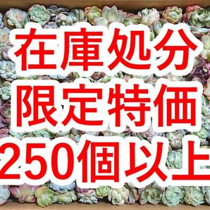 25072006 【在庫処分】 多肉植物 エケベリア 250個以上 【訳アリセット】