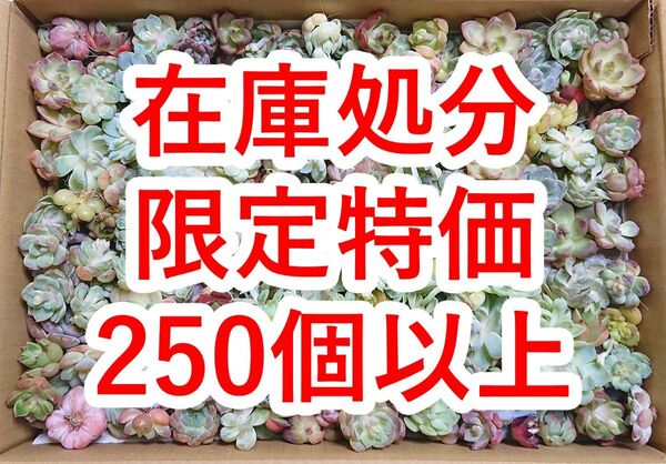 25072406 【在庫処分】 多肉植物 エケベリア 250個以上 【訳アリセット】