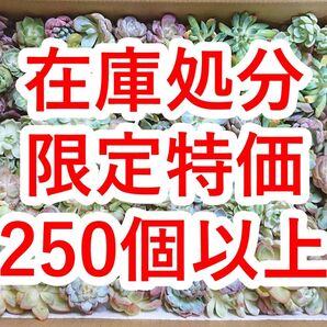 25072104 【在庫処分】 多肉植物 エケベリア 250個以上 【訳アリセット】