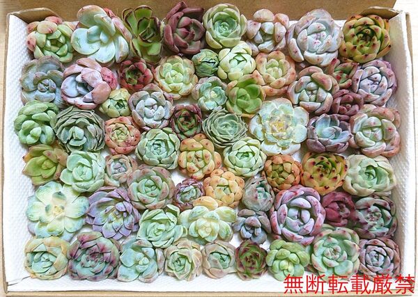 25071103P 多肉植物 エケベリア 小さめ60個 寄せ植えセット カット苗 詰め合わせ