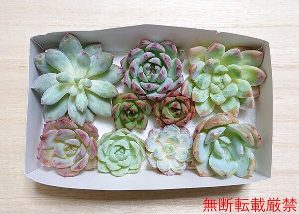 25070505 多肉植物 エケベリア 9種9点 寄せ植えセット カット苗 詰め合わせ