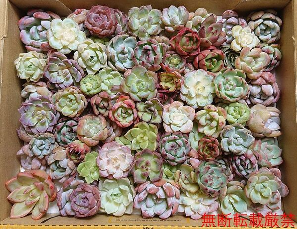 25070610 多肉植物 エケベリア 100個以上 寄せ植えセット カット苗 詰め合わせ