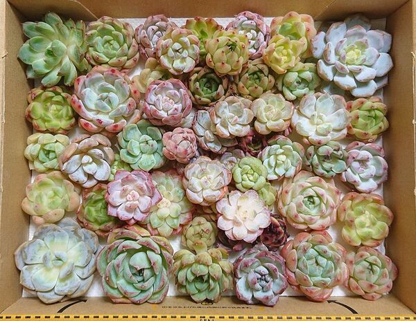 25073105 多肉植物 エケベリア 50個以上 寄せ植えセット カット苗 詰め合わせ