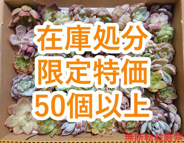 25070603 【在庫処分】 多肉植物 エケベリア 50個以上 【訳アリセット】