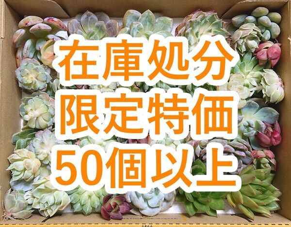 25072404 【在庫処分】 多肉植物 エケベリア 50個以上 【訳アリセット】