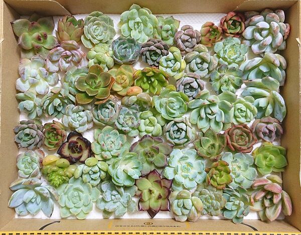 25072608 多肉植物 エケベリア 50個以上 寄せ植えセット カット苗 詰め合わせ