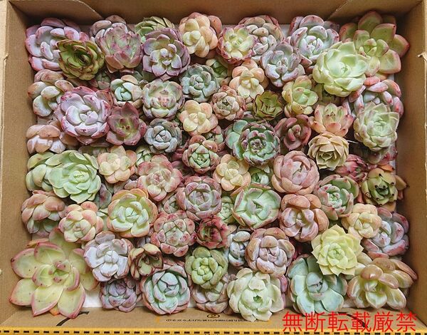 25070608 多肉植物 エケベリア 100個以上 寄せ植えセット カット苗 詰め合わせ