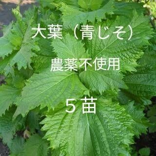 大葉(青じそ)農薬不使用 5苗