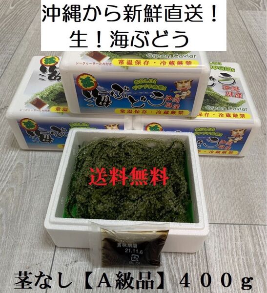 茎なしA級品 生!海ぶどう400g(シークヮーサー果汁入りタレ付き)生産者から新鮮直送でお届けします!小分けが便利で人気です!