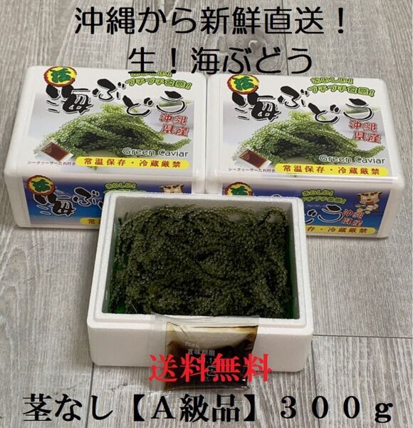 茎なしA級品 生!海ぶどう300g (シークヮーサー果汁入りタレ付き) 生産者から新鮮直送!小分けしているのでシェアに便利です!
