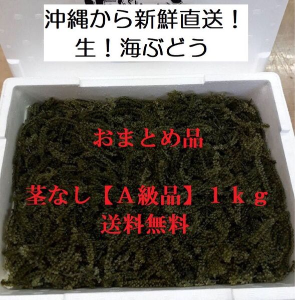 茎なしA級品 生!海ぶどう1kg(シークヮーサー果汁入りタレ付)新鮮直送の海ぶどうをおまとめしたお買い得商品です!