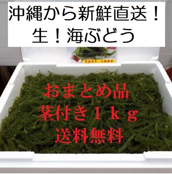 茎付き 生!海ぶどう1kg(シークヮーサー果汁入りタレ付)コスパNo.1!沖縄の生産者から新鮮直送!お買得商品です!