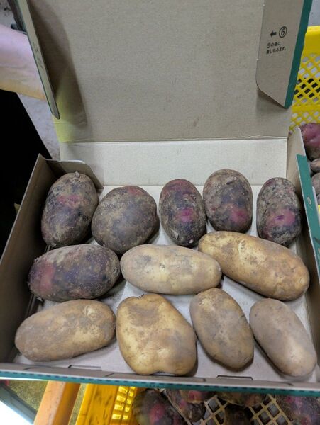 茨城県産 じゃがいも食べ比べ メークイン グラウンドペチカ デストロイヤー
