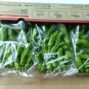シシトウ 箱込み 500g 採りたて
