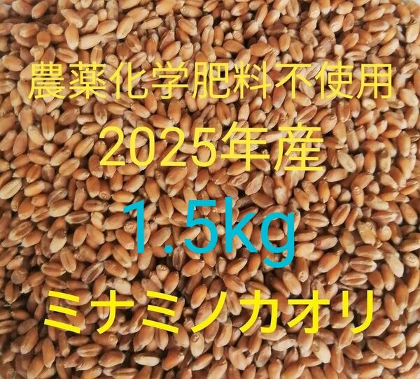 ミナミノカオリ (粒 丸麦 玄麦) 1.5kg 農薬不使用 常温乾燥 パン用小麦 令和7年産(2025年産)【送料込み】