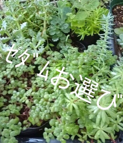 お選びセダムカット各100円