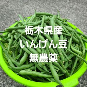 【採れたて】いんげん豆 数日中に発送