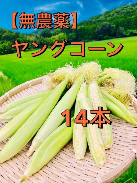 ヤングコーン14本 無農薬無化学肥料栽培