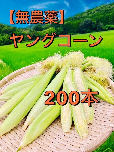 ヤングコーン200本 無農薬無化学肥料栽培