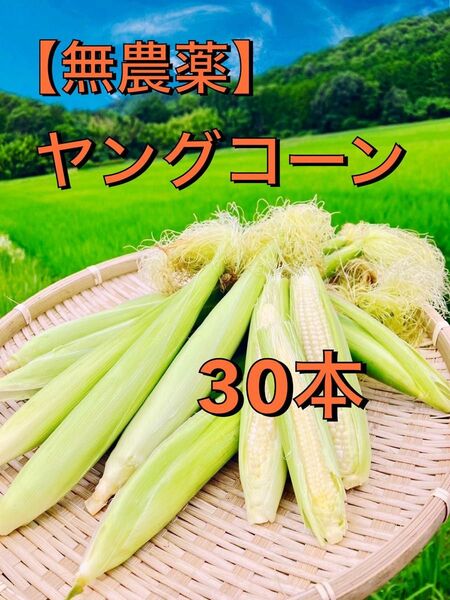 ヤングコーン30本 無農薬無化学肥料栽培