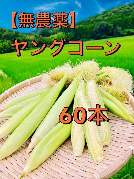 ヤングコーン60本 無農薬無化学肥料栽培