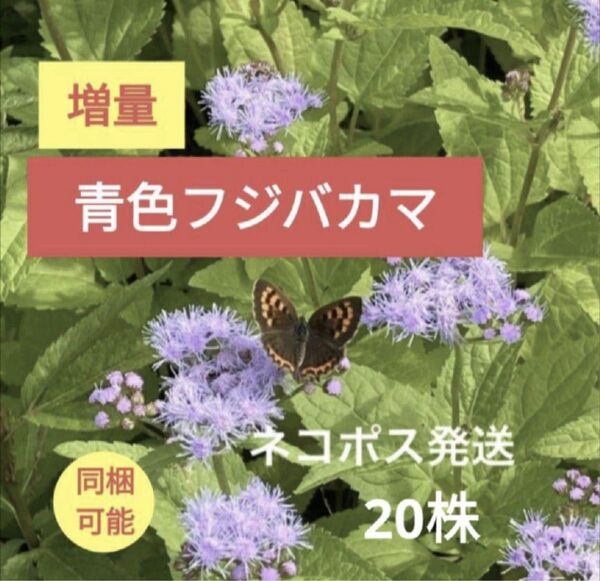 増量【青色フジバカマ】20株抜き苗 茶花山野草秋の七草宿根草蝶の集まる花