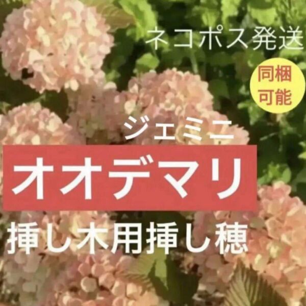桃色オオデマリジェミニ挿し木用挿し穂 ビバーナムガーデニングシンボル