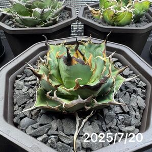 【優良血統】Agave titanota Hades 黒啼棘 子株/ 特選 強鋸歯 超強棘 陽炎 ハデス アガベ チタノタ