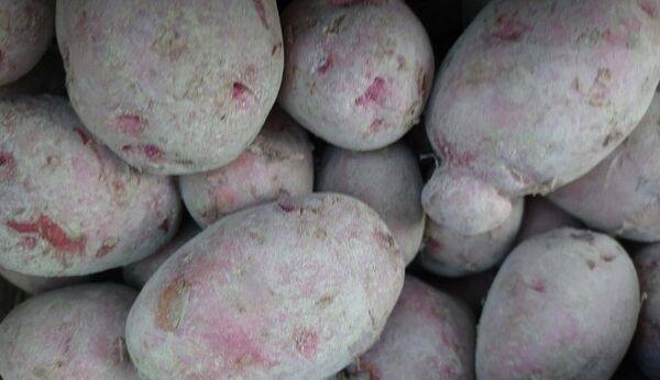 アンデスレッド じゃがいも 瀬戸内海の島育ち 無農薬 広島県産 家庭用 泥付き 規格外 箱込3.5kg以上 おまけ付き