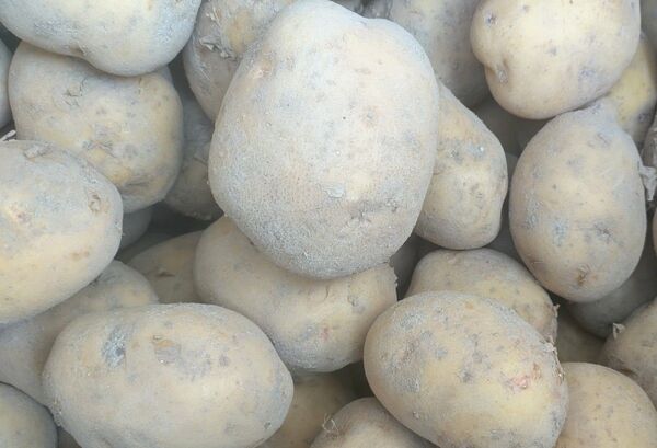 キタアカリ 瀬戸内海の島育ち 無農薬 除草剤・化学肥料無使用 広島県産 家庭用 訳あり泥付 箱込10kg以上 おまけ付 じゃがいも