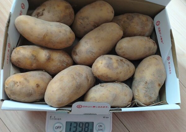 メークイン 瀬戸内海の島育ち 無農薬 広島県産 家庭用 土付き じゃがいも ゆうパケットプラスで箱込1.3kg以上で発送