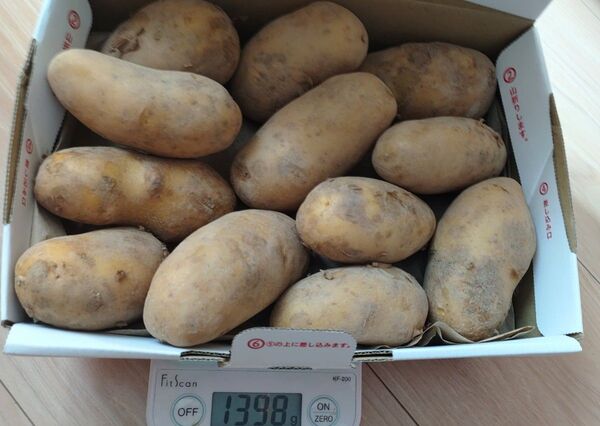 メークイン 瀬戸内海の島育ち 無農薬 広島県産 家庭用 土付き じゃがいも ゆうパケットプラスで箱込1.3kg以上で発送