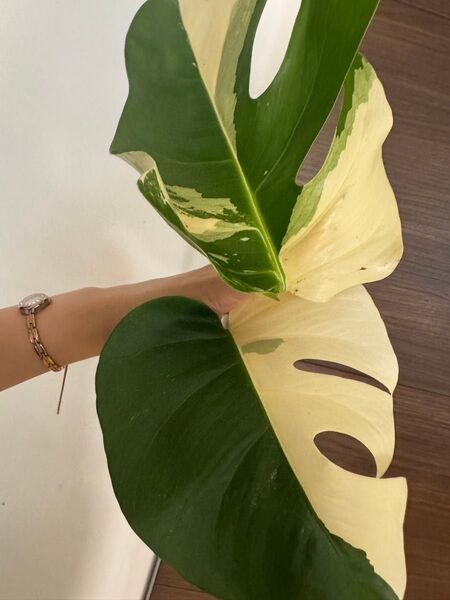 最高級2葉付き美株 モンステラ ボルシギアナ斑入り ホワイトタイガー ハーフムーン Monstera 斑入り deliciosa