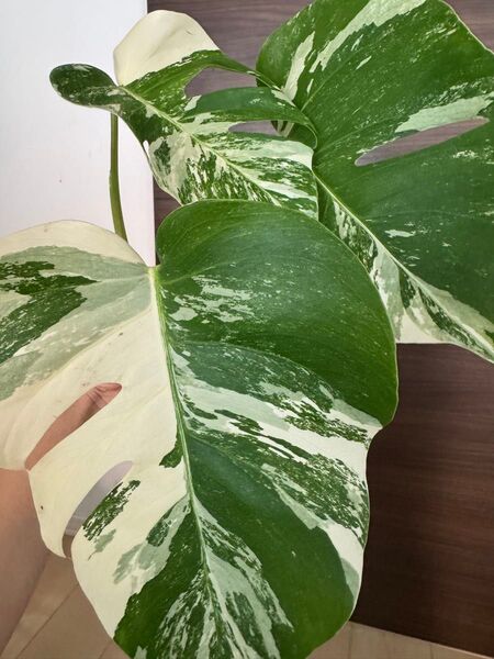 ボルシギアナ斑入り モンステラ 斑入り 極上3葉付き美株 ホワイトタイガー ハーフムーン Monstera