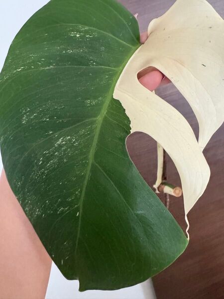 モンステラ ボルシギアナ 斑入り ホワイトタイガー 発根済み 極斑入り ハーフムーン Monstera 散り斑 デリシオーサ