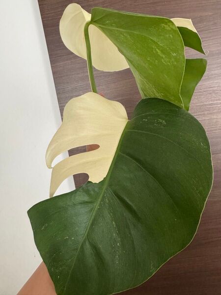 モンステラ ボルシギアナ 斑入り Monstera 発根済み ホワイトタイガー 最上級斑入り ボルシギアナ斑入り ハーフムーン