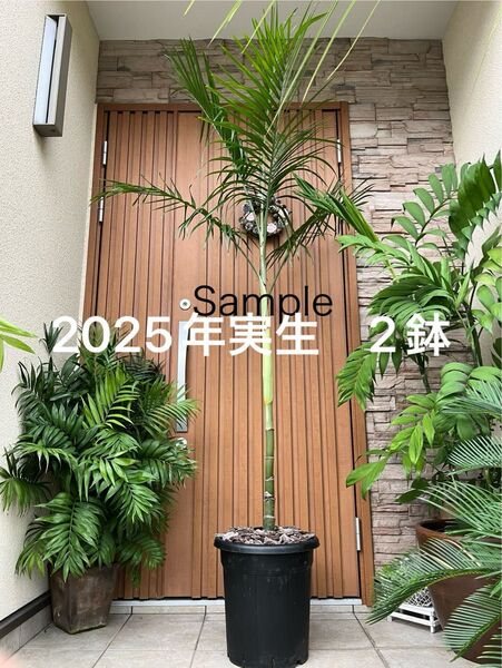 耐寒ヤシ−10℃ チャメドレア ラディカリス アルボレセント 2苗 鉢のまま