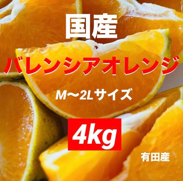 ♯ 数量限定 国産 バレンシアオレンジ みかん 果物 旬 家庭用